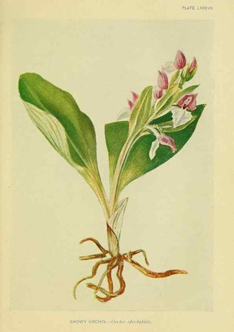 Reproducción/Reproduction 7248351744: How to know the wild flowers :. New York :Scribner's,1893.