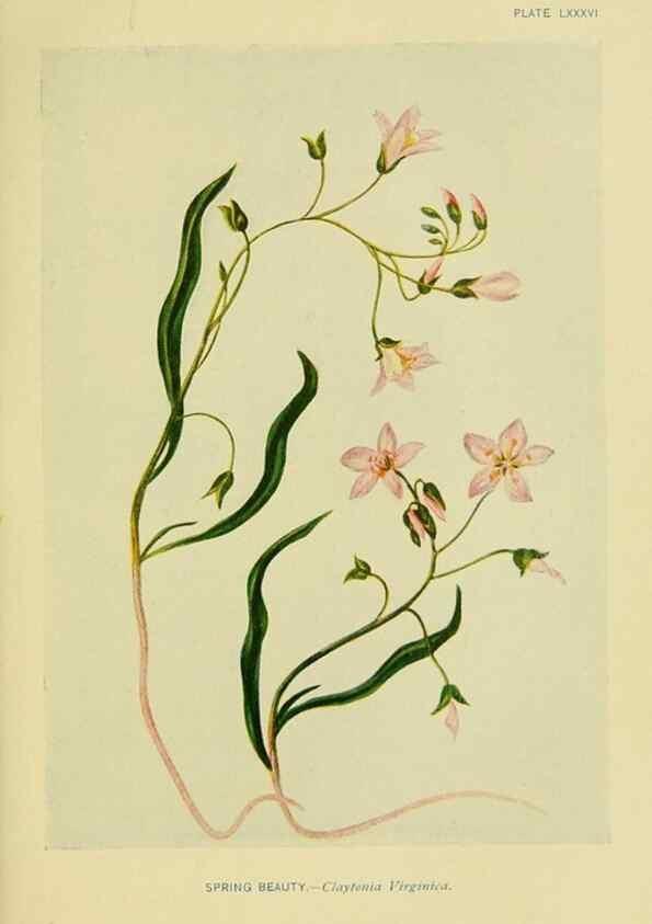 Reproducción/Reproduction 7248351258: How to know the wild flowers :. New York :Scribner's,1893.
