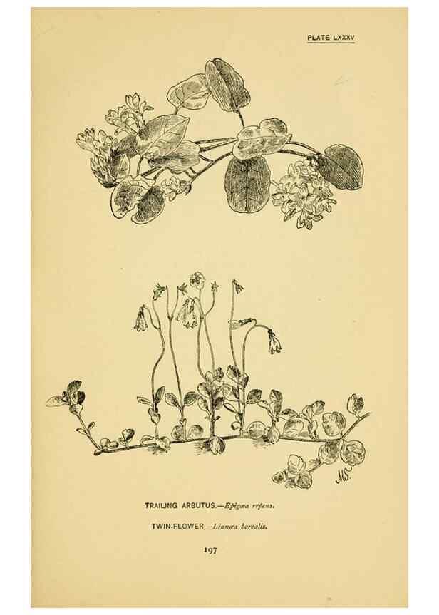 Reproducción/Reproduction 7248350770: How to know the wild flowers :. New York :Scribner's,1893.