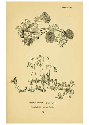 Reproducción/Reproduction 7248350770: How to know the wild flowers :. New York :Scribner's,1893.