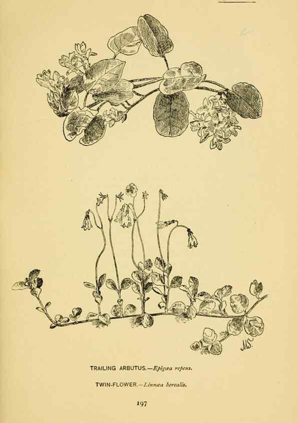 Reproducción/Reproduction 7248350770: How to know the wild flowers :. New York :Scribner's,1893.