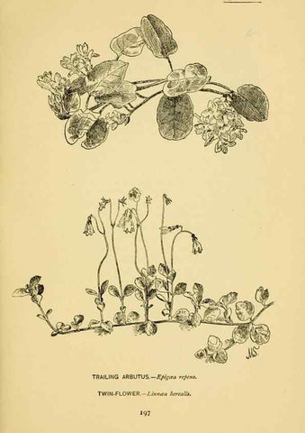 Reproducción/Reproduction 7248350770: How to know the wild flowers :. New York :Scribner's,1893.