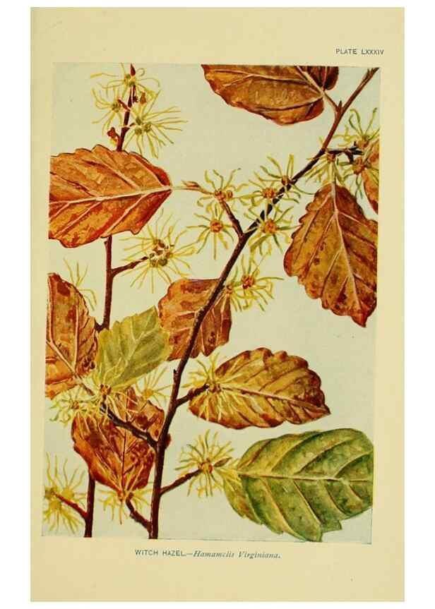 Reproducción/Reproduction 7248350306: How to know the wild flowers :. New York :Scribner's,1893.