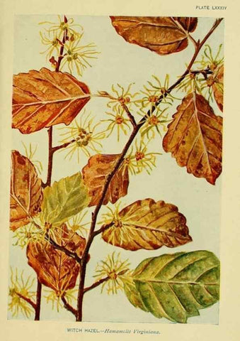 Reproducción/Reproduction 7248350306: How to know the wild flowers :. New York :Scribner's,1893.