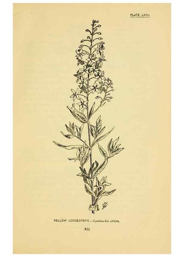Reproducción/Reproduction 7248341940: How to know the wild flowers :. New York :Scribner's,1893.