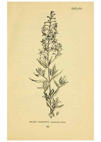 Reproducción/Reproduction 7248341940: How to know the wild flowers :. New York :Scribner's,1893.
