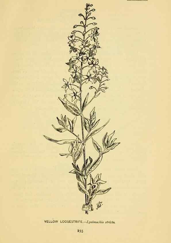Reproducción/Reproduction 7248341940: How to know the wild flowers :. New York :Scribner's,1893.