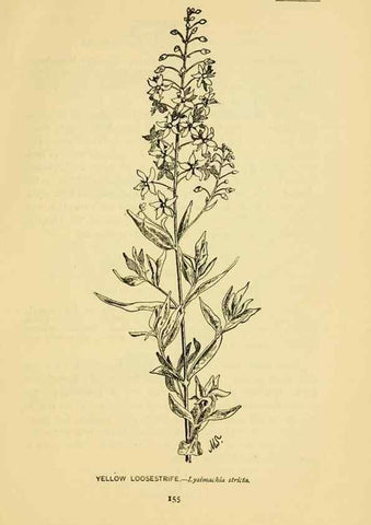 Reproducción/Reproduction 7248341940: How to know the wild flowers :. New York :Scribner's,1893.