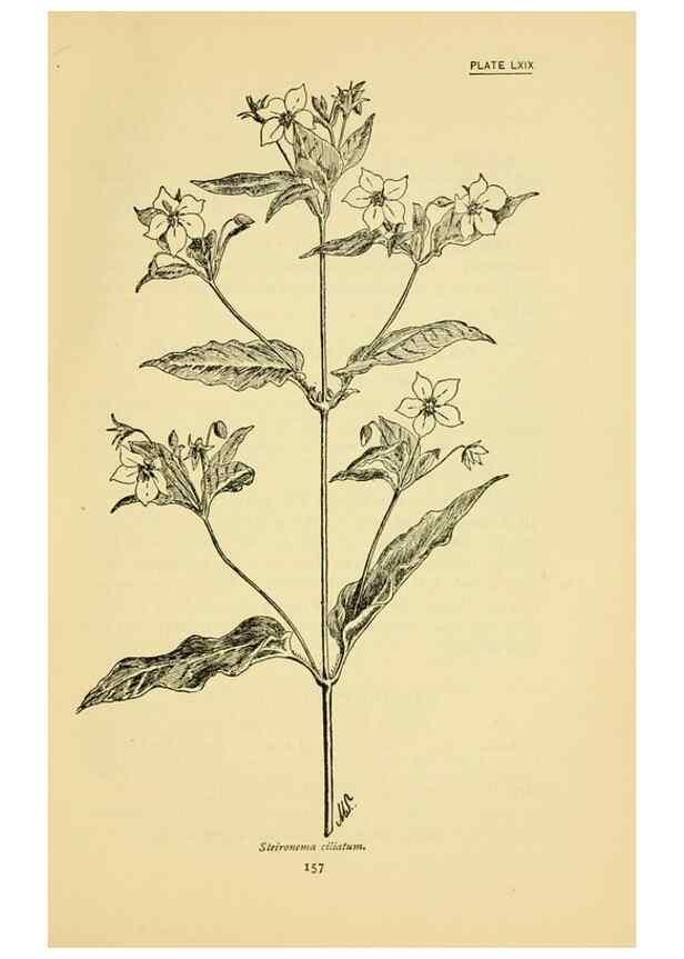 Reproducción/Reproduction 7248342444: How to know the wild flowers :. New York :Scribner's,1893.