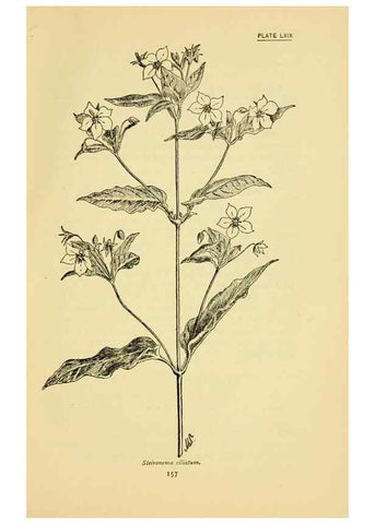 Reproducción/Reproduction 7248342444: How to know the wild flowers :. New York :Scribner's,1893.