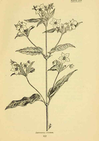 Reproducción/Reproduction 7248342444: How to know the wild flowers :. New York :Scribner's,1893.