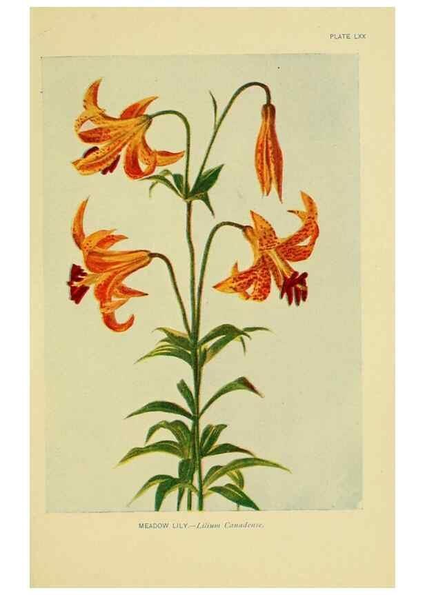 Reproducción/Reproduction 7248343050: How to know the wild flowers :. New York :Scribner's,1893.