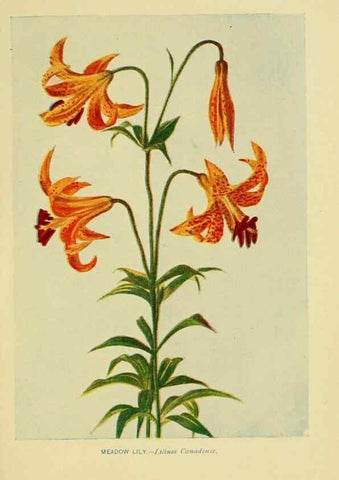 Reproducción/Reproduction 7248343050: How to know the wild flowers :. New York :Scribner's,1893.