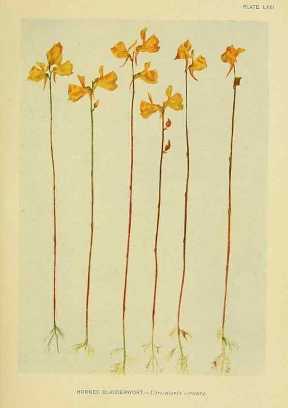 Reproducción/Reproduction 7248343560: How to know the wild flowers :. New York :Scribner's,1893.