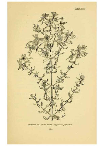 Reproducción/Reproduction 7248343998: How to know the wild flowers :. New York :Scribner's,1893.