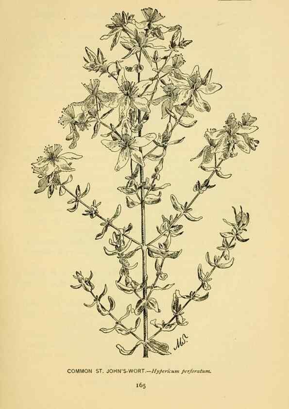 Reproducción/Reproduction 7248343998: How to know the wild flowers :. New York :Scribner's,1893.