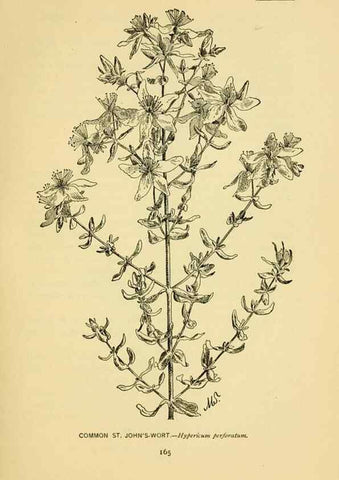 Reproducción/Reproduction 7248343998: How to know the wild flowers :. New York :Scribner's,1893.