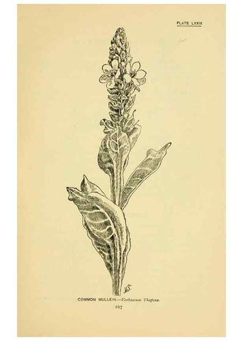 Reproducción/Reproduction 7248344530: How to know the wild flowers :. New York :Scribner's,1893.