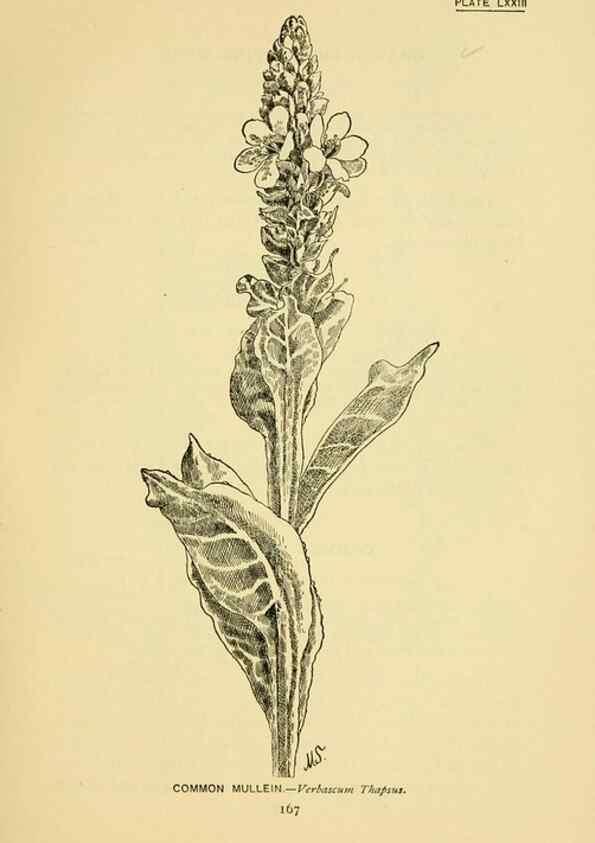Reproducción/Reproduction 7248344530: How to know the wild flowers :. New York :Scribner's,1893.