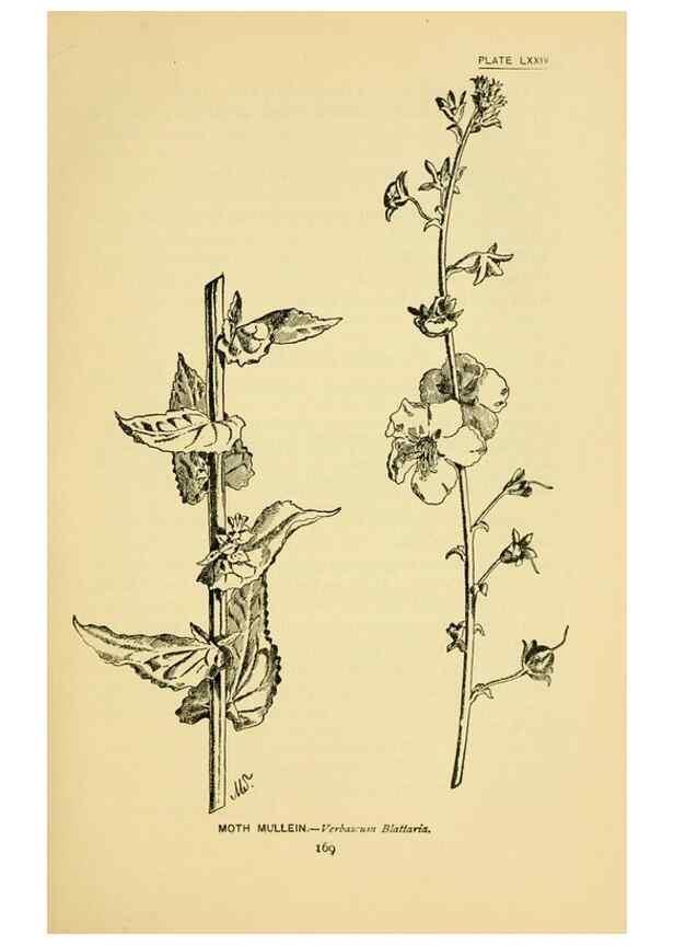 Reproducción/Reproduction 7248345166: How to know the wild flowers :. New York :Scribner's,1893.