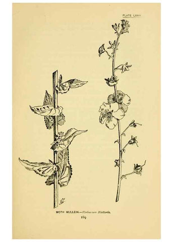 Reproducción/Reproduction 7248345166: How to know the wild flowers :. New York :Scribner's,1893.