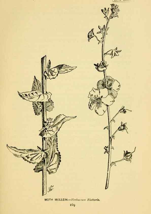 Reproducción/Reproduction 7248345166: How to know the wild flowers :. New York :Scribner's,1893.