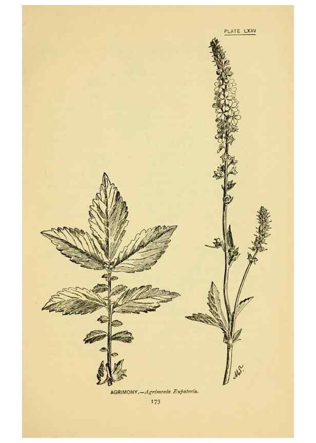 Reproducción/Reproduction 7248345716: How to know the wild flowers :. New York :Scribner's,1893.