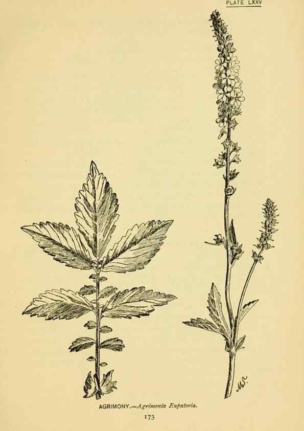 Reproducción/Reproduction 7248345716: How to know the wild flowers :. New York :Scribner's,1893.