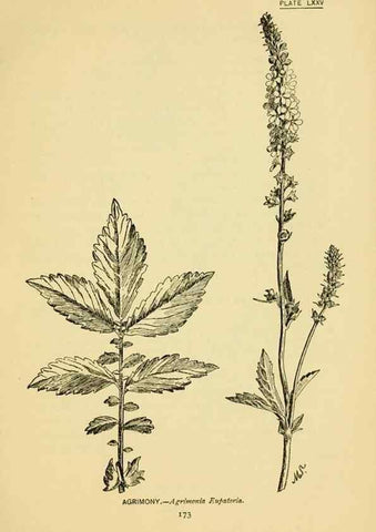 Reproducción/Reproduction 7248345716: How to know the wild flowers :. New York :Scribner's,1893.