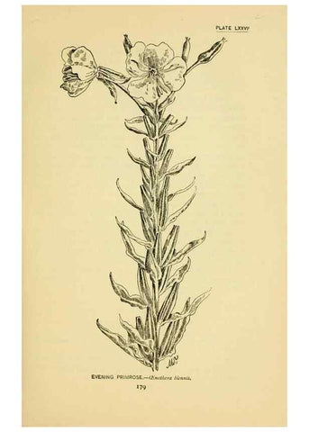 Reproducción/Reproduction 7248346808: How to know the wild flowers :. New York :Scribner's,1893.