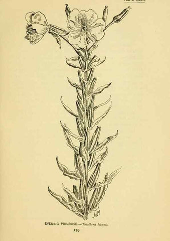 Reproducción/Reproduction 7248346808: How to know the wild flowers :. New York :Scribner's,1893.