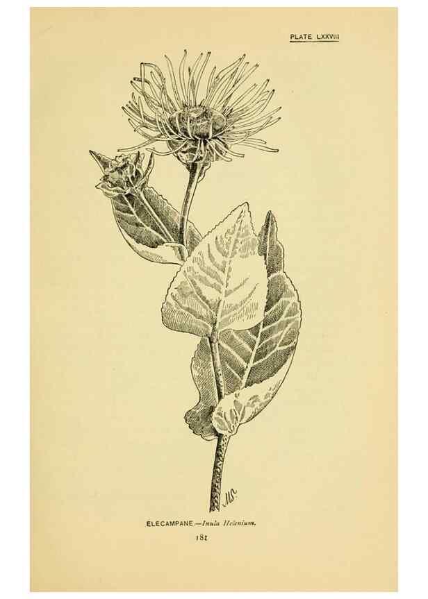 Reproducción/Reproduction 7248347346: How to know the wild flowers :. New York :Scribner's,1893.