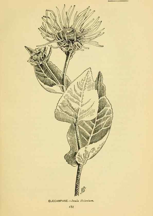 Reproducción/Reproduction 7248347346: How to know the wild flowers :. New York :Scribner's,1893.