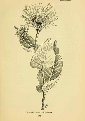 Reproducción/Reproduction 7248347346: How to know the wild flowers :. New York :Scribner's,1893.