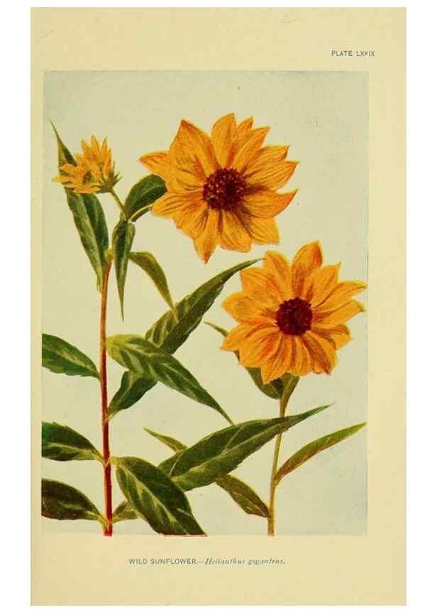 Reproducción/Reproduction 7248347810: How to know the wild flowers :. New York :Scribner's,1893.