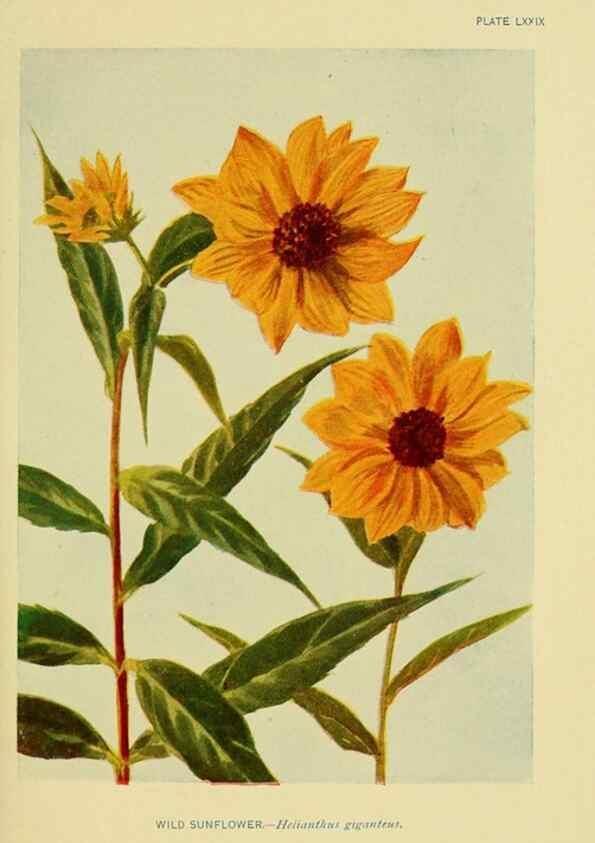 Reproducción/Reproduction 7248347810: How to know the wild flowers :. New York :Scribner's,1893.