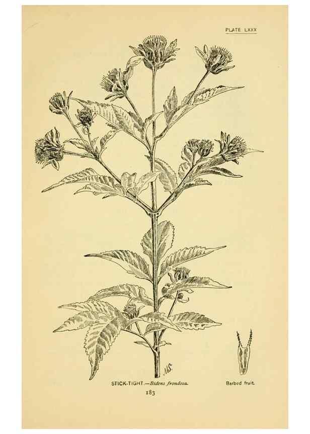 Reproducción/Reproduction 7248348246: How to know the wild flowers :. New York :Scribner's,1893.