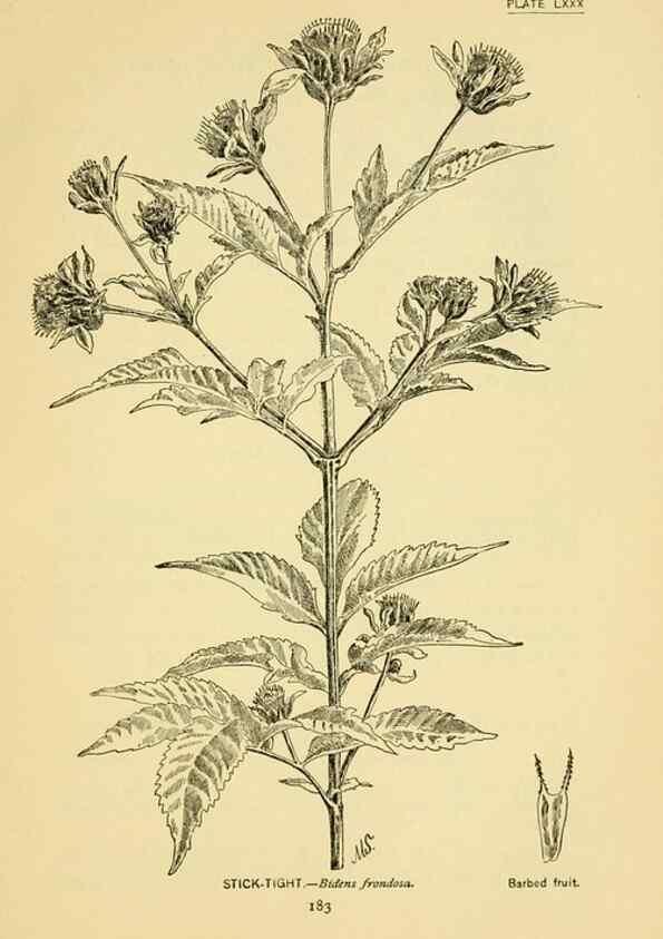 Reproducción/Reproduction 7248348246: How to know the wild flowers :. New York :Scribner's,1893.