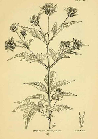 Reproducción/Reproduction 7248348246: How to know the wild flowers :. New York :Scribner's,1893.