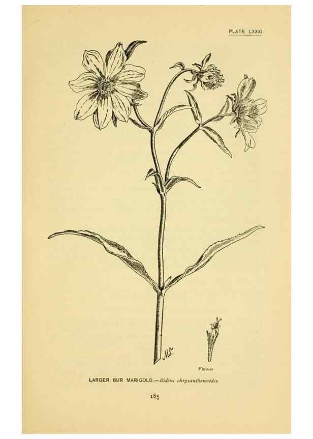 Reproducción/Reproduction 7248348852: How to know the wild flowers :. New York :Scribner's,1893.