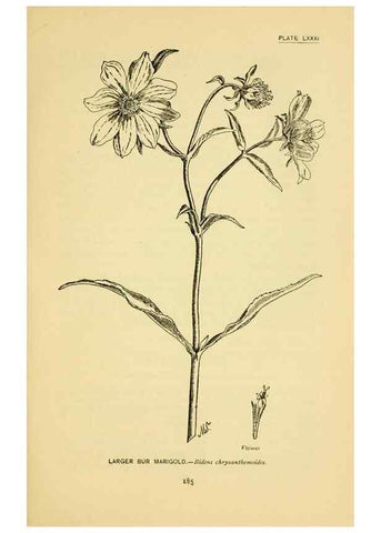 Reproducción/Reproduction 7248348852: How to know the wild flowers :. New York :Scribner's,1893.