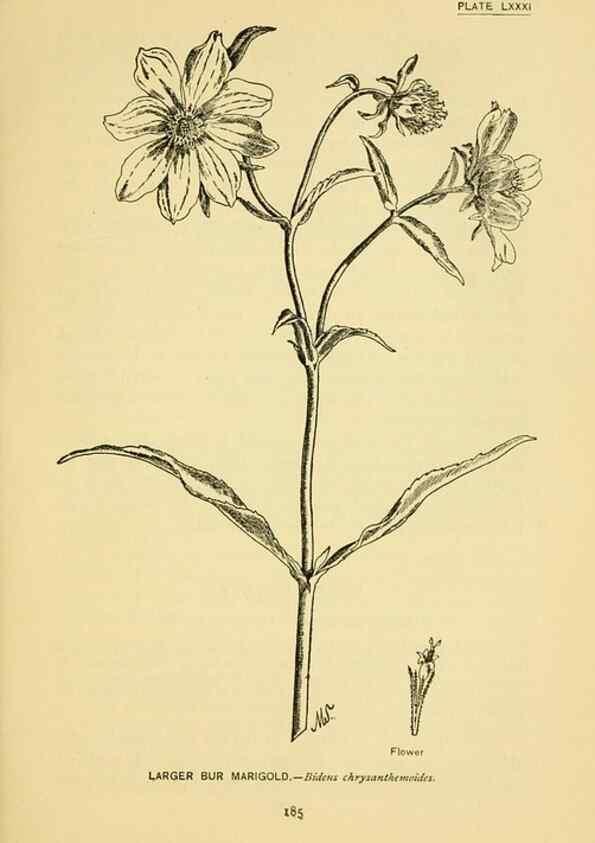 Reproducción/Reproduction 7248348852: How to know the wild flowers :. New York :Scribner's,1893.
