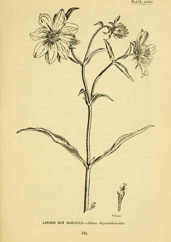 Reproducción/Reproduction 7248348852: How to know the wild flowers :. New York :Scribner's,1893.