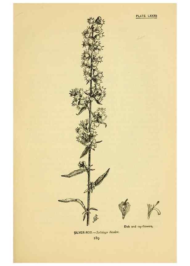 Reproducción/Reproduction 7248349348: How to know the wild flowers :. New York :Scribner's,1893.