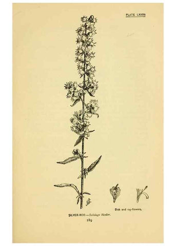 Reproducción/Reproduction 7248349348: How to know the wild flowers :. New York :Scribner's,1893.