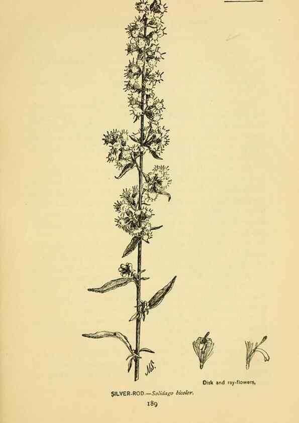 Reproducción/Reproduction 7248349348: How to know the wild flowers :. New York :Scribner's,1893.