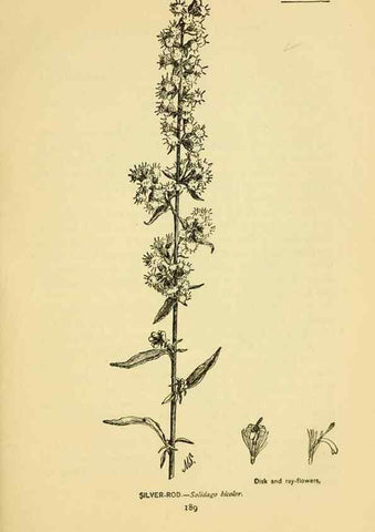 Reproducción/Reproduction 7248349348: How to know the wild flowers :. New York :Scribner's,1893.