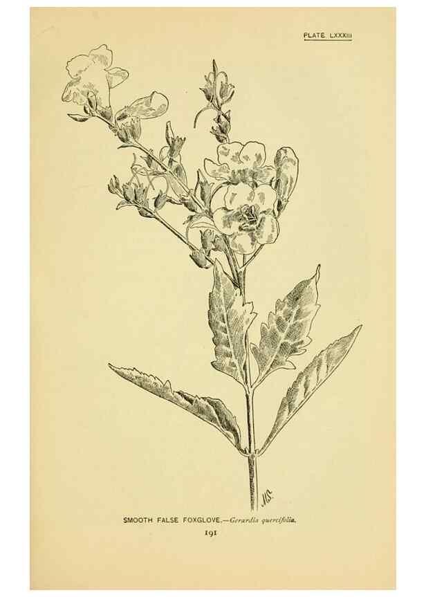 Reproducción/Reproduction 7248349784: How to know the wild flowers :. New York :Scribner's,1893.