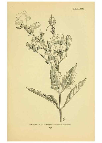Reproducción/Reproduction 7248349784: How to know the wild flowers :. New York :Scribner's,1893.