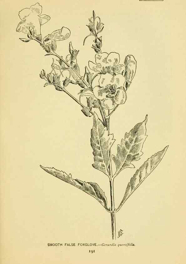 Reproducción/Reproduction 7248349784: How to know the wild flowers :. New York :Scribner's,1893.